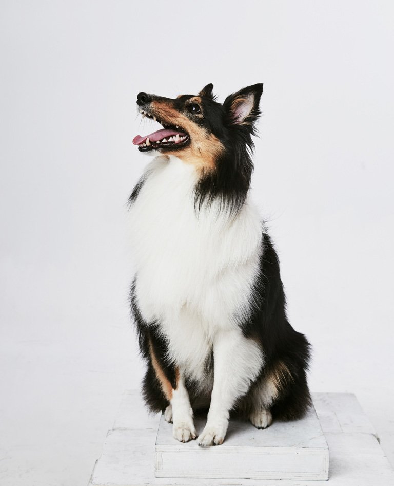 一只幼犬逐步成长的过程，也是不断适应我们家庭生活的过程