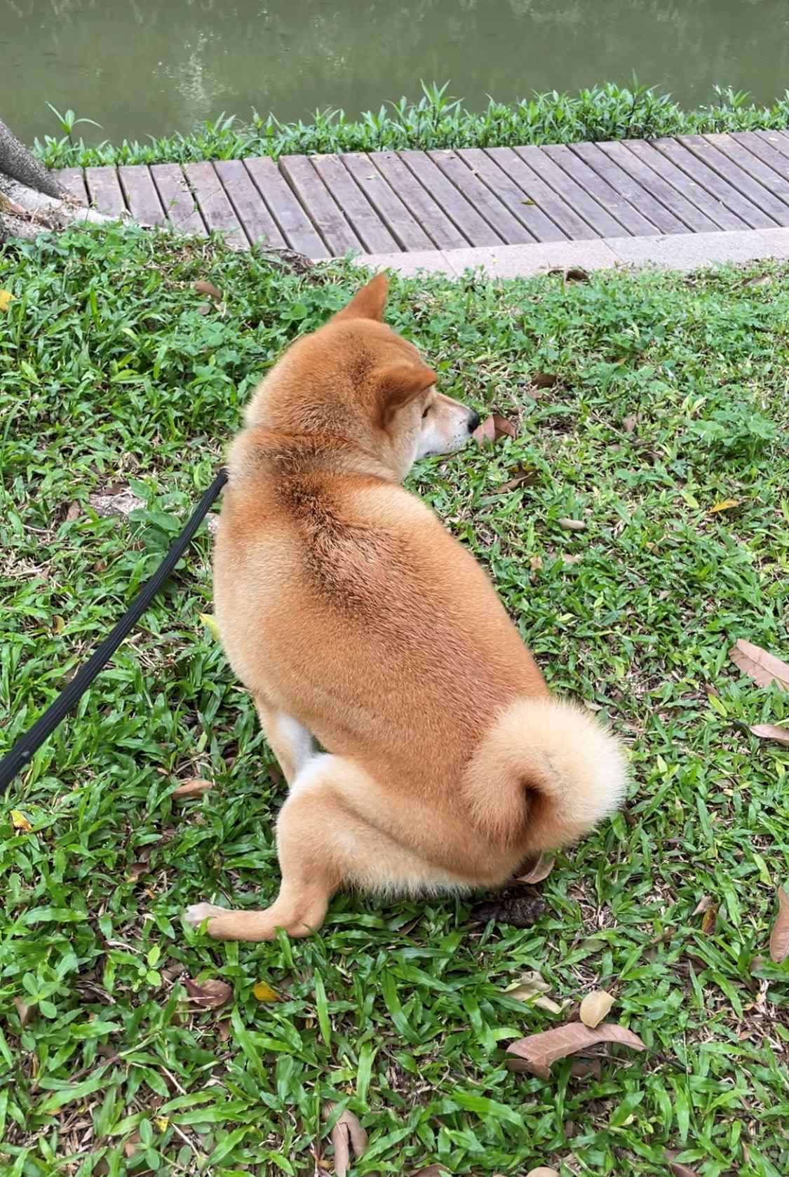 相对地，当狗狗的嘴巴轻轻打开的时候，它是放松的，很多时候还会同时伸出舌头轻轻哈气