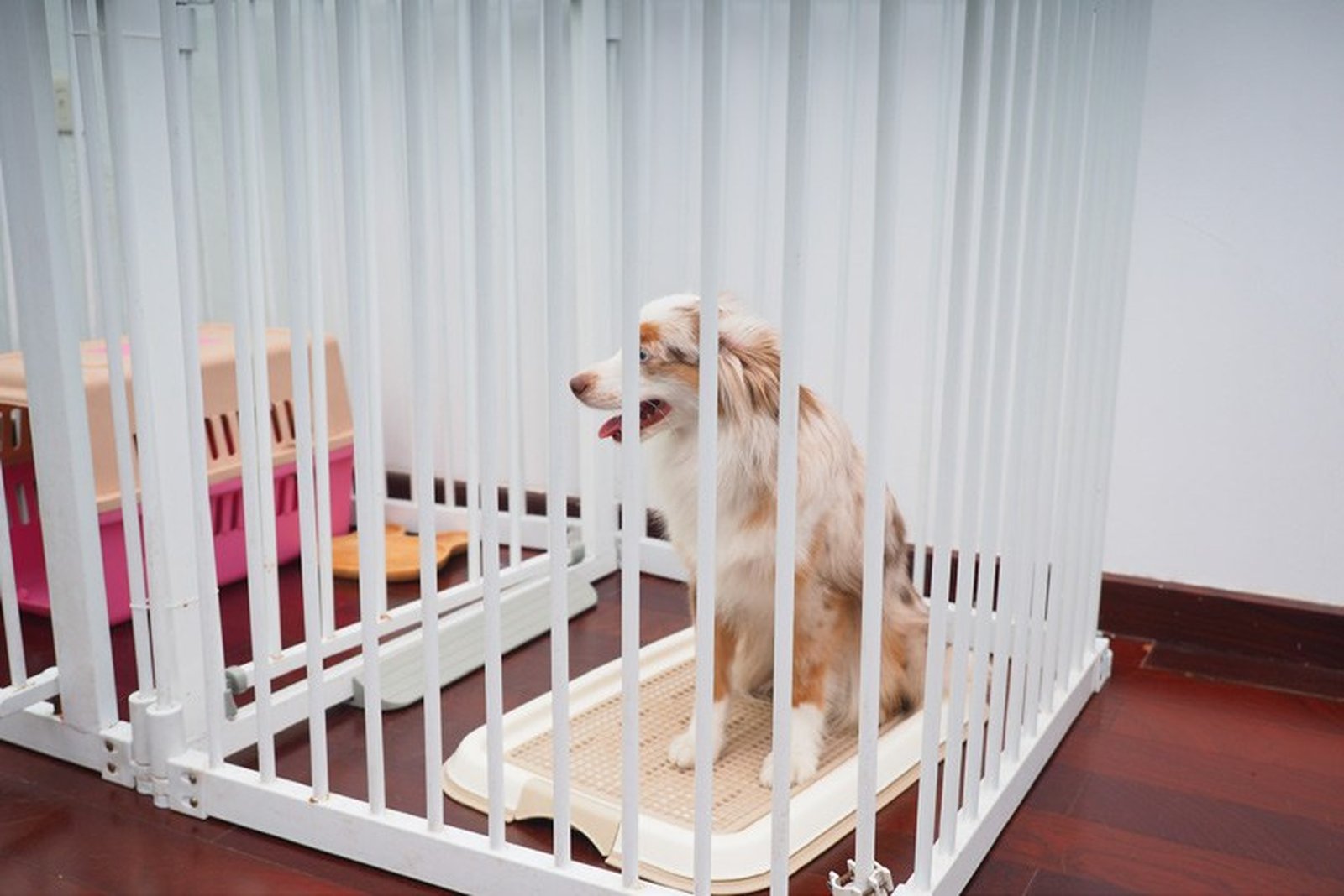 幼犬对食物的欲望无比强烈