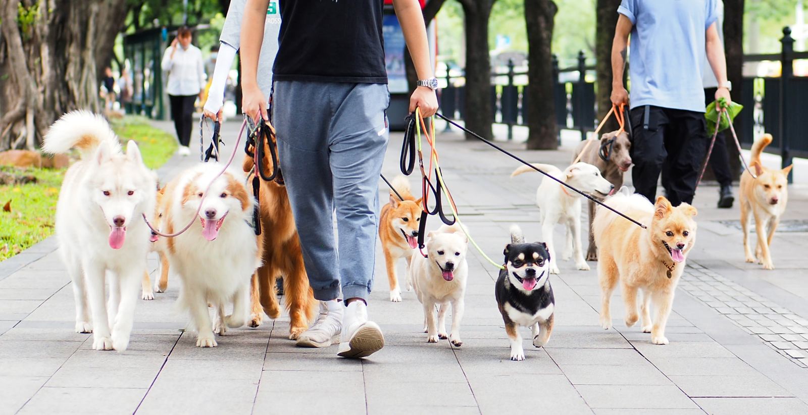 用狗的思维去了解你的爱犬