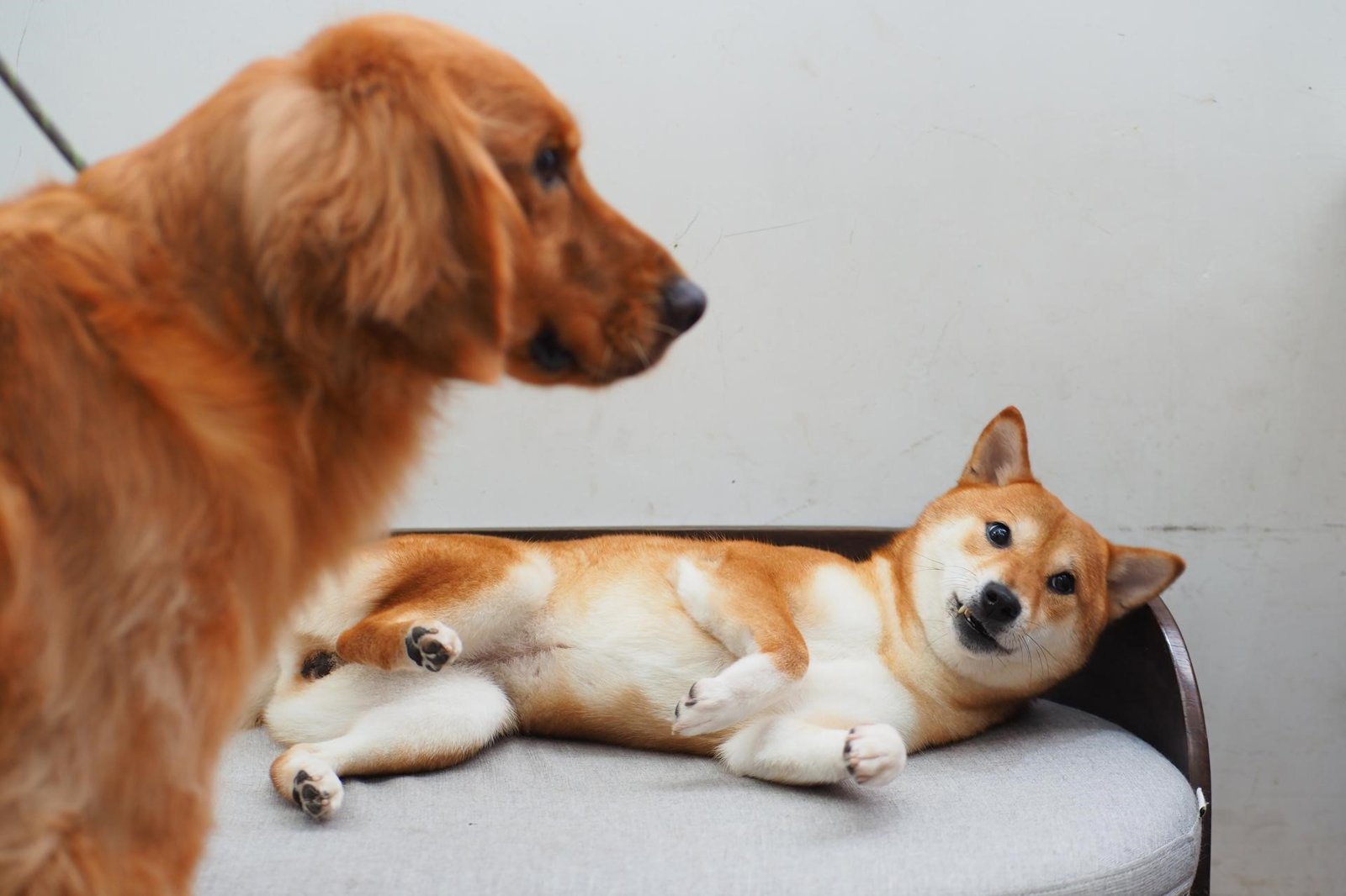 用狗的思维去了解你的爱犬