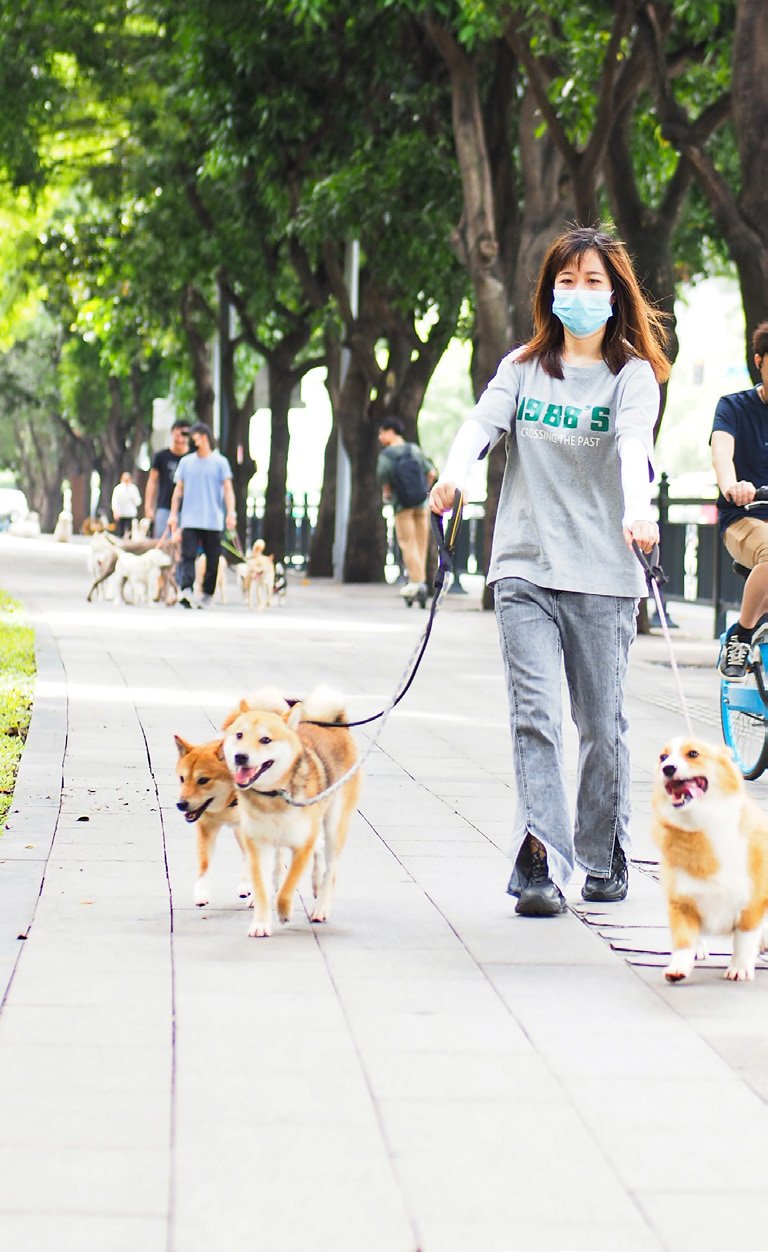 除非狗狗接受过引导或训练,知道指令“不可以”“NO”所代表的行为是什么,否则主人…