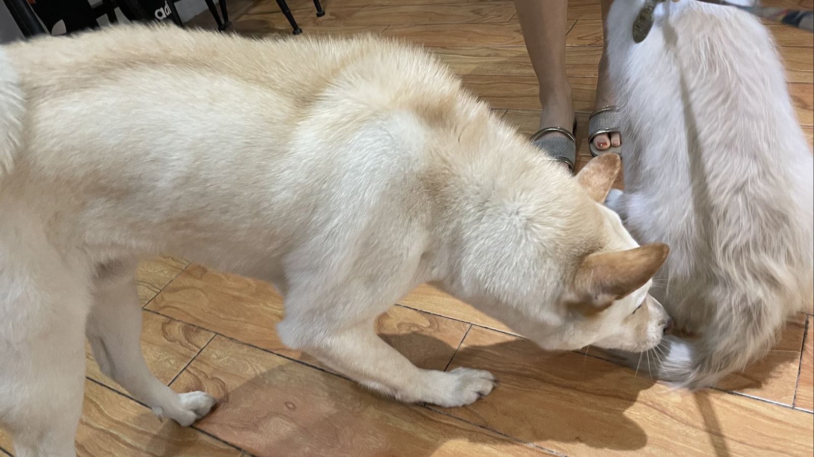幼犬要不要补钙，怎么补？
