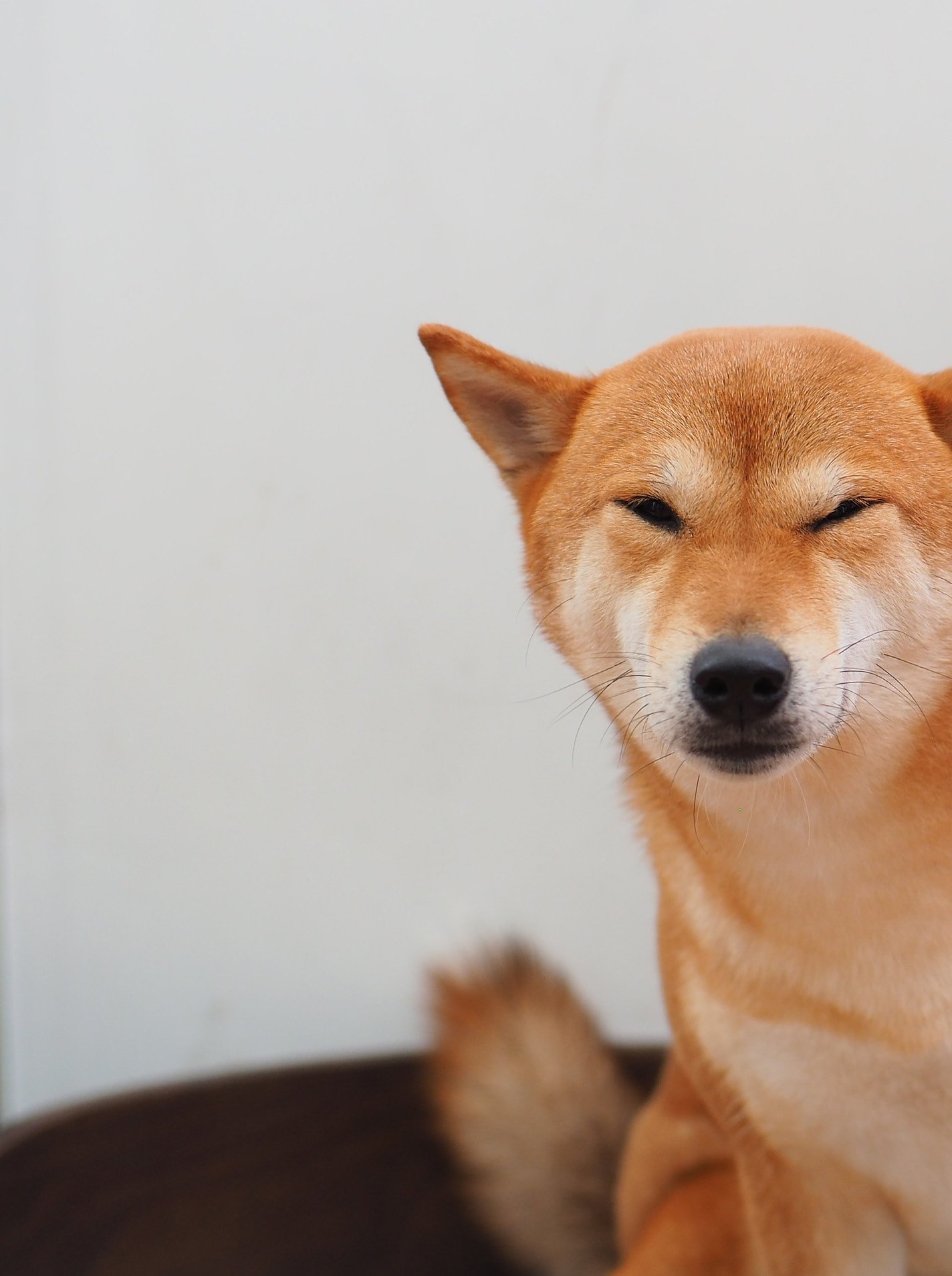 怎样给幼犬驱虫和打疫苗？