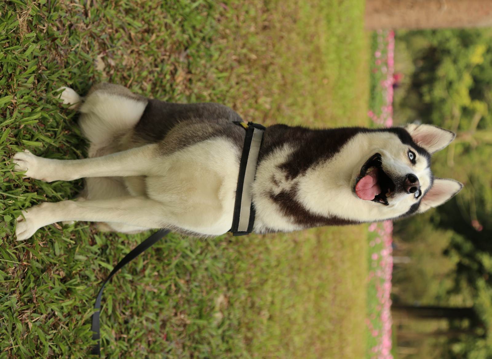 幼犬多大可以开始训练？